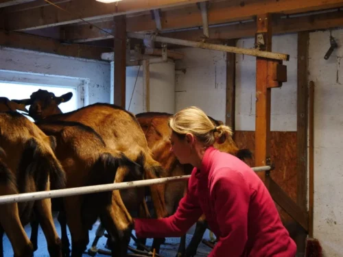Eleveuse Nathalie JACQUET, d'ou provient le lait de chèvre pour les savons