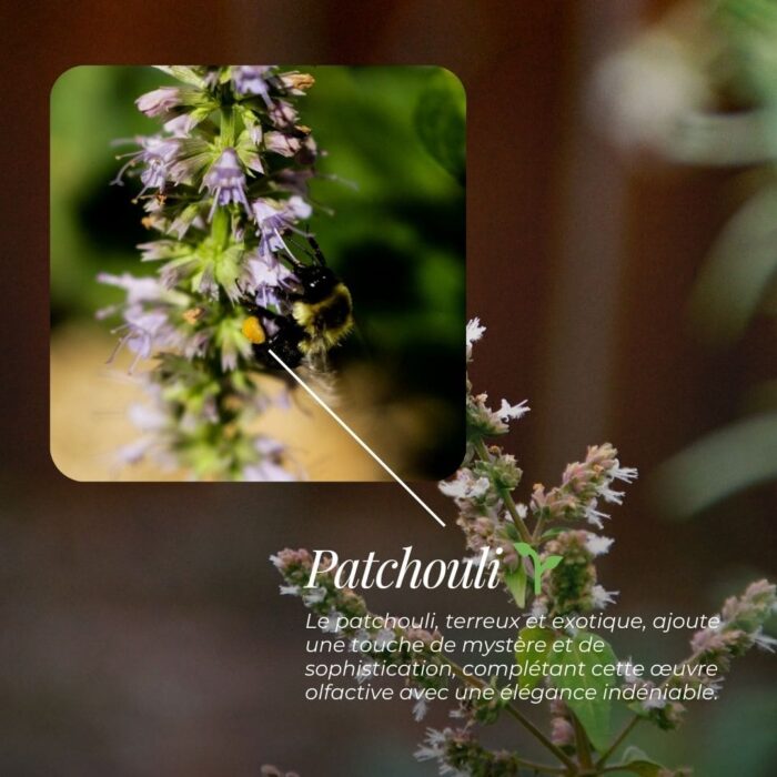 patchouli