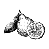 bergamote